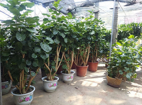 微景觀(guān)是什么？微景觀(guān)植物有哪些？