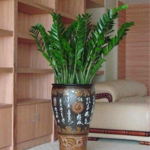 大盆金錢(qián)樹(shù)