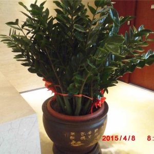 大盆金錢(qián)樹(shù)