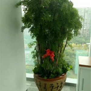 細(xì)葉福祿桐