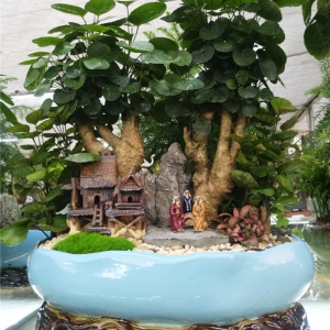 圓葉福祿桐組合